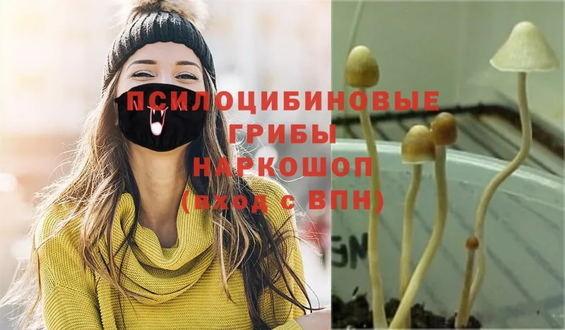 Псилоцибиновые грибы Psilocybine cubensis  Новопавловск 